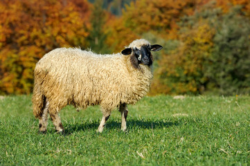 Fototapeta premium Sheep on a meadow