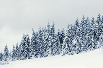 Winter landscape