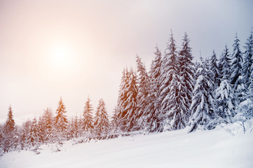 Fototapeta premium Winter landscape