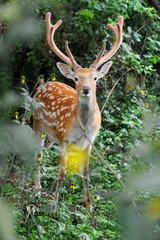 Whitetail Deer