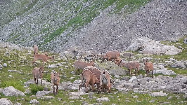 Herd of wild goats eating grass in mountains, national park