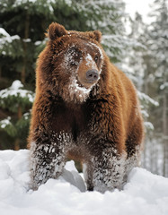 Bear in winter forest