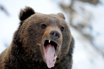 Naklejka premium Bear in winter forest
