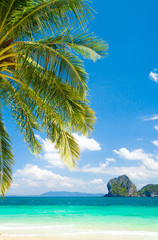 Fototapeta na wymiar Palms Overhanging Exotic Paradise