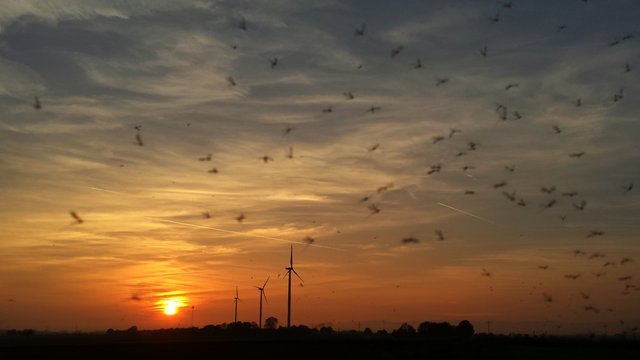 Stechm&uuml;cken tanzen im Sonnenuntergang