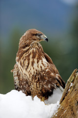 Hawk on a branch