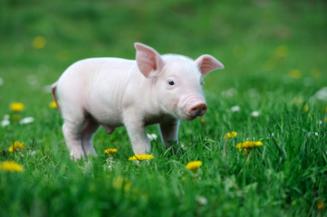 Young pig