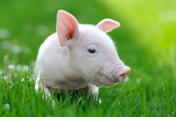 Young pig