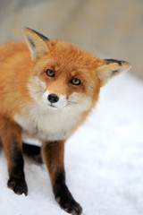 Red fox