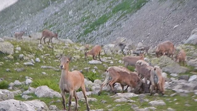 Herd of mountain goats eating grass peacefully, animal behavior