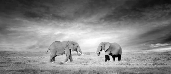 Elefant © byrdyak