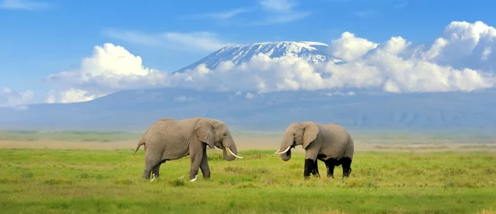 Papier Peint photo Kilimandjaro l& 39 éléphant