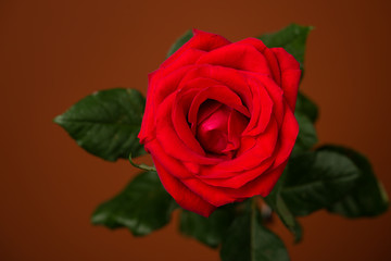 one red rose on brown background