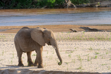 Fototapeta premium Elephant