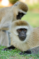 Fototapeta premium Vervet monkey