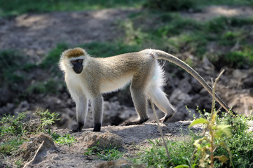 Vervet monkey