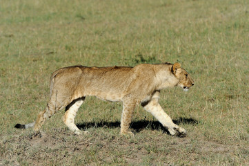 Lion