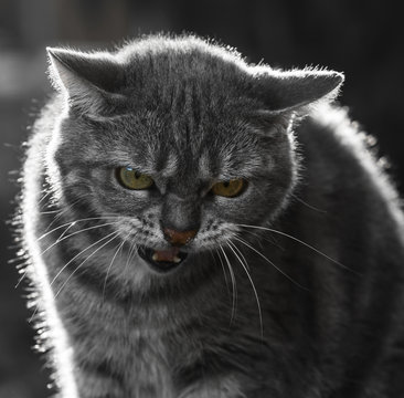 Chat &eacute;nerv&eacute;