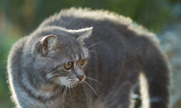 Chat en col&egrave;re