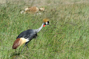 Crowned crane