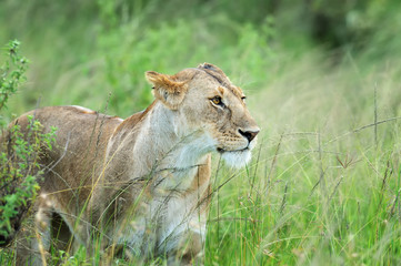 Lion