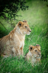 Lion