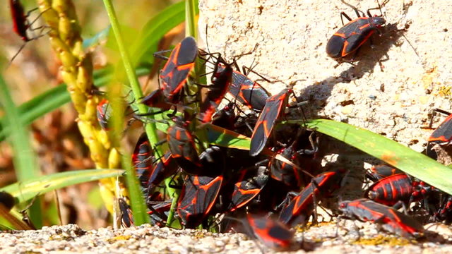 Boxelder Bugs (Boisea trivittata) Illinois