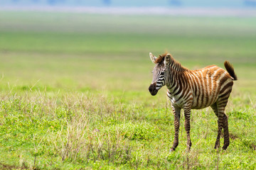 Naklejka premium Zebra