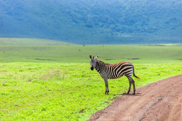 Obraz premium Zebra