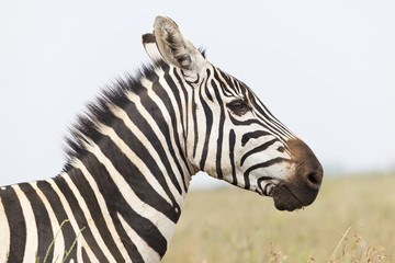 Zebra Portrait in Kenya
