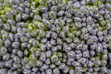 Broccoli closeup