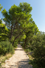 Forêt méditerrannéenne