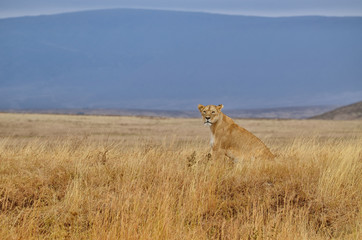 Fototapeta na wymiar Lonely lioness