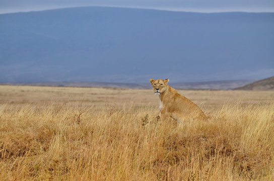 Lonely lioness