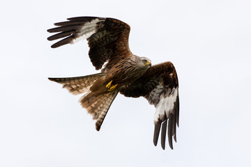 Red Kite