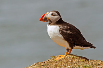 Puffin