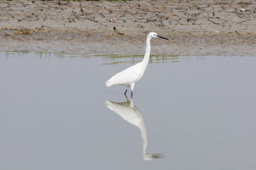 Seidenreiher - Egretta garzetta