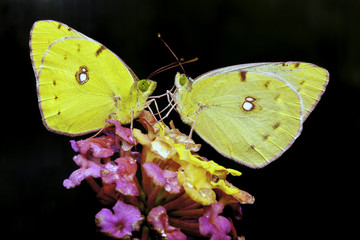 Clouded Yellow Pair