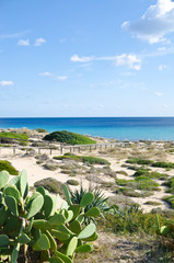 macchia mediterranea