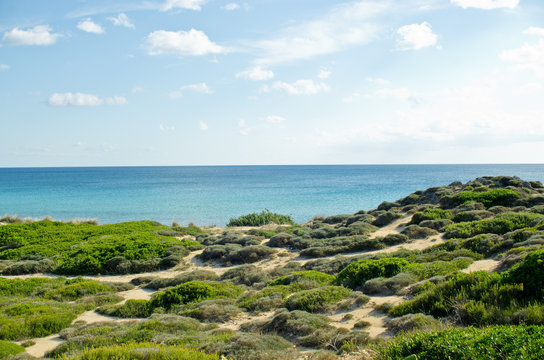 macchia mediterranea