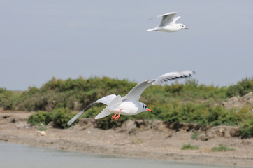 Lachmöwe - Larus ridibundus