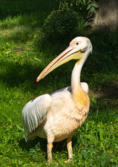 White pelican standing on grass