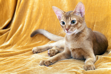 Fototapeta na wymiar the adult Abyssinian cat photographed by a close up
