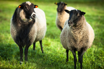 Farm animals: black-head sheeps grazing on a pasture