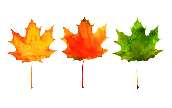 maple leaf in red, yellow, green colors