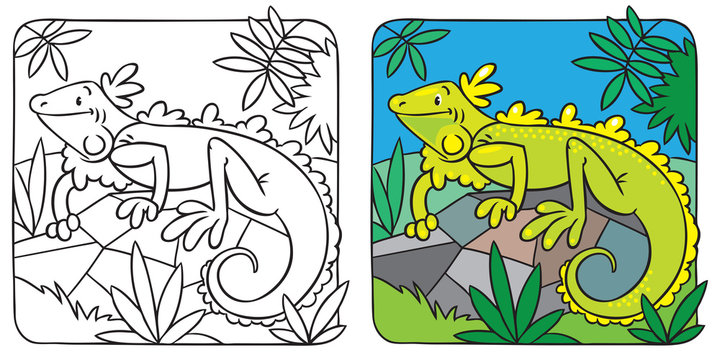 Little iguana coloring book