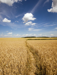 footpath in the field - the small trodden footpath in an agricultural field