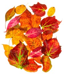 Naklejka na ściany i meble A selection of back lit autumn fall leaves on a white background