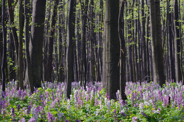 Fototapeta na wymiar Flowers in the Forest