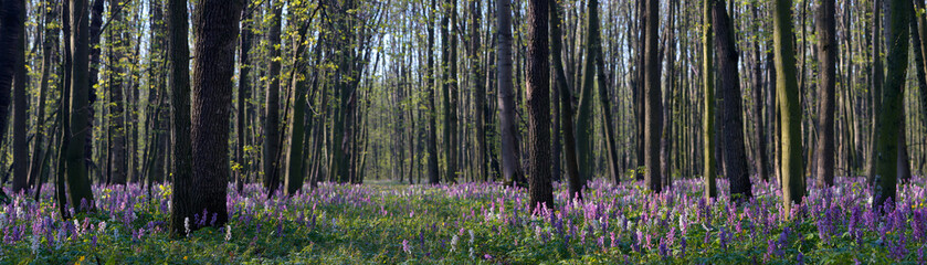 Spring flowers in the forest